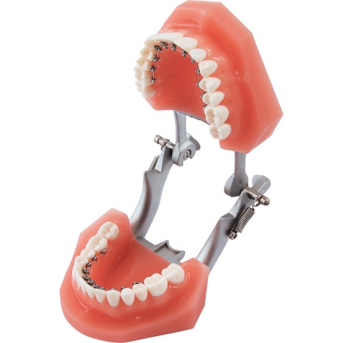 Orthodontic Demonstration Model Discovery ® Delight - 1 piece